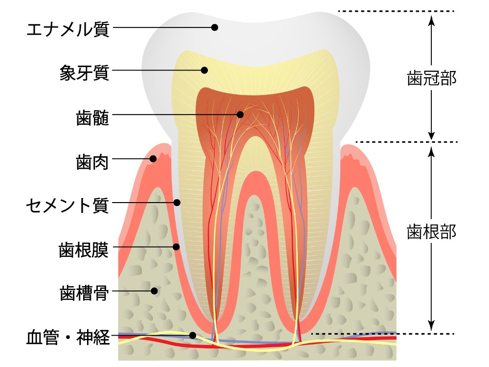 歯の寿命を伸ばしたい方におすすめです！