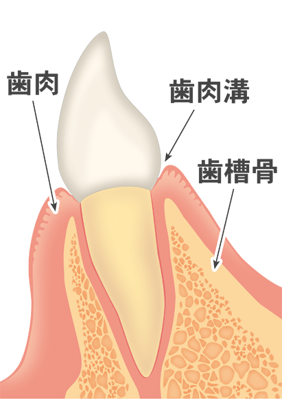 健康な歯肉